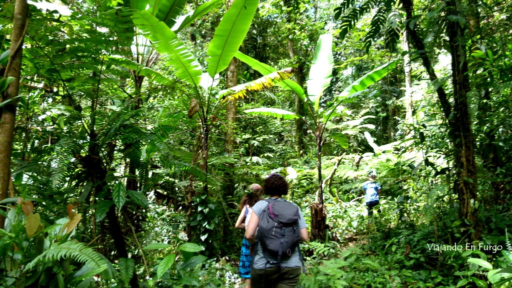 Trekking por la jungla malaya